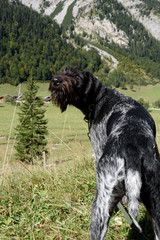 Deutsch Drahthaar Jagdhund in den Bergen