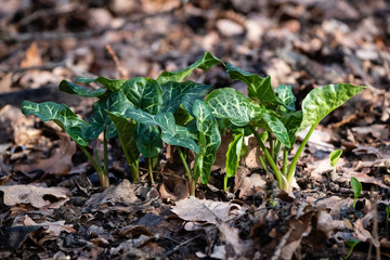Pousse d'arum d'Italie dans les bois