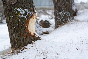 Beaver chewed wood. River, commitment.