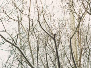 Naked tree branches against the winter skies