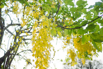 Cassia fistula,  golden shower tree 