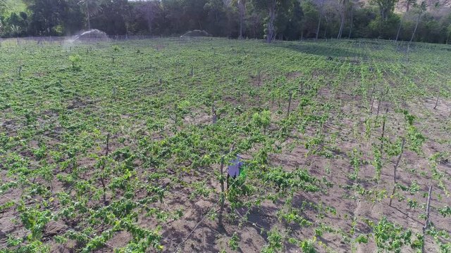 Drone flight over a Loroco flower farming in Central America 01