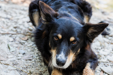 Chien berger au bord d'une rivière