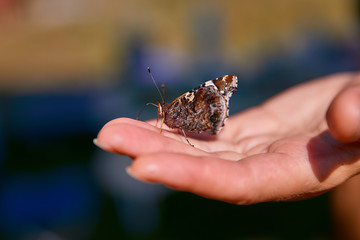 beautiful brown butterfly closeup in profile sits on the palm