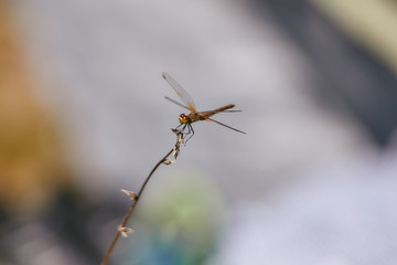 yellow dragonfly closeup sitting on a twig.  background blurred