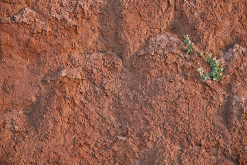 texture of clay sand wall of red color with lots of cracks of different depth. on the wall a lonely green flower. the life and power