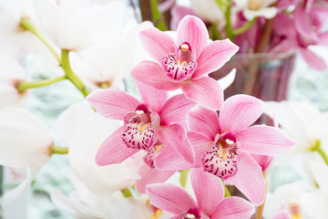 Beautiful close up fresh bouquet Cymbidium Orchids  sotft pink Lip, Tropical  sweet flowers growing...