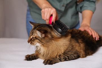 Tabby cat lying and enjoying being cleaned and combed. Combing the furry grey striped cat. The concept of pet care