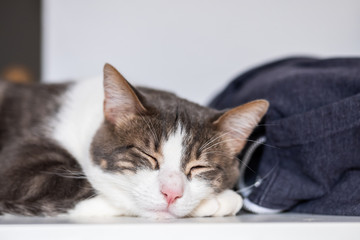 Jeune chat tabby en train de dormir