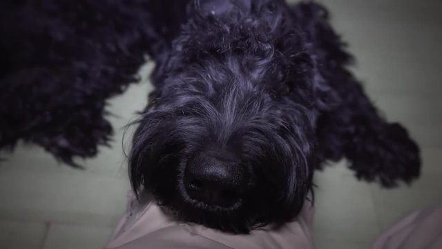 Man's mand stroking a big black dog. Closeup.