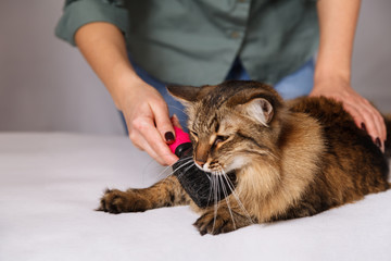 Tabby cat lying and enjoying being cleaned and combed. Combing the furry grey striped cat. The...