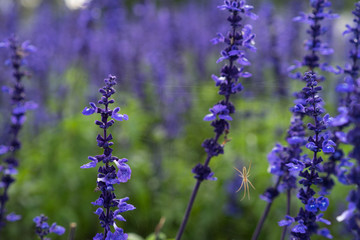 purple lavender close up