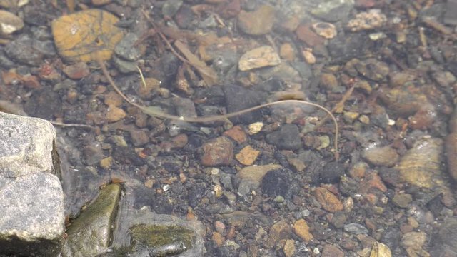 Horsehair worm in water.