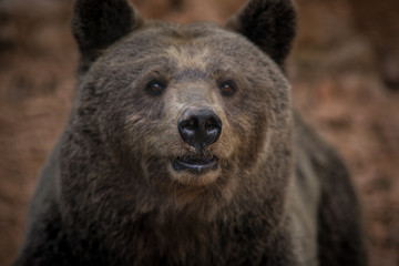 Fototapeta premium SONY DSC