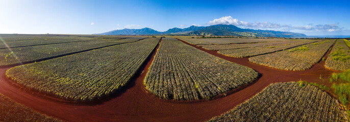 Panorama of the pinapple plantation on Hawaii - obrazy, fototapety, plakaty