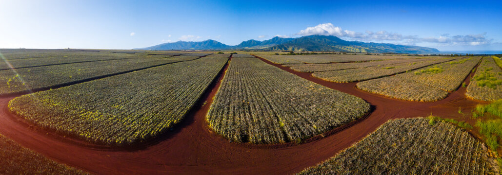 Panorama of the pinapple plantation on Hawaii