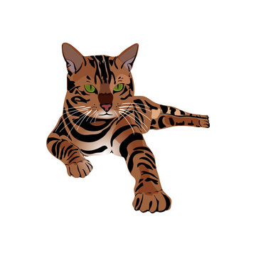 Bengal Cat brown-spotted