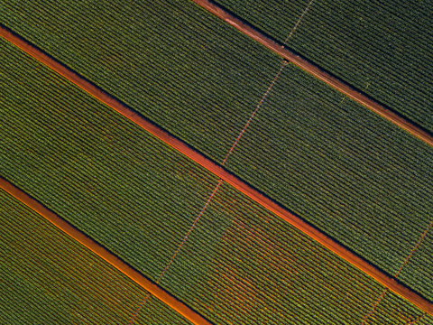 Aerial top down view of the pinaple plantation on Oahu, Hawaii