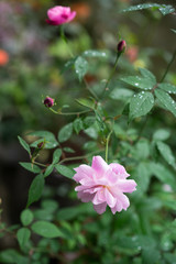 colorful flower close up in garden