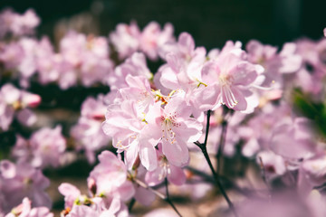 Spring Cherry blossoms, pink flowers, beautiful delicate spring background and texture, retro toned image