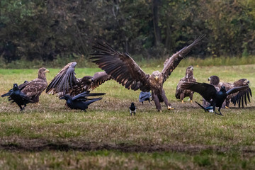 White tailed eagle (Haliaeetus albicilla) europe attack.