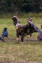 White tailed eagle (Haliaeetus albicilla) europe attack.