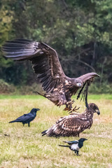 White tailed eagle (Haliaeetus albicilla) europe attack.