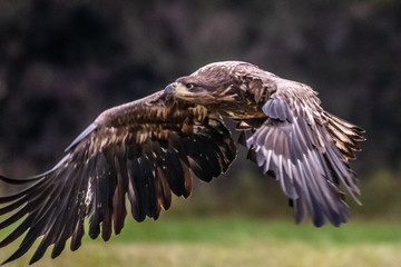 White tailed eagle (Haliaeetus albicilla) europe attack.