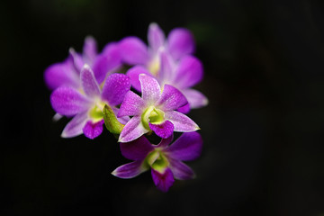 Obraz na płótnie Canvas Purple Orchid Flowers