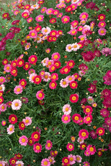 colourful cosmos flower field