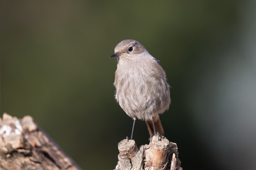 Ritratto di femmina codirosso spazzacamino (Phoenicurus phoenicurus)