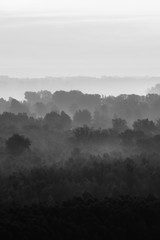 Mystical view on forest under haze at early morning. Eerie mist among layers from trees silhouettes in taiga in monochrome. Calm atmospheric minimalistic monochrome landscape of majestic nature.