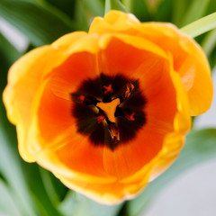vibrant yellow orange tulip flower top view