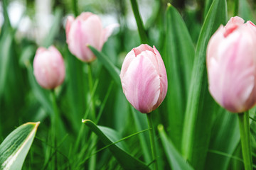 Bright pink tulips, beautiful spring floral background and texture