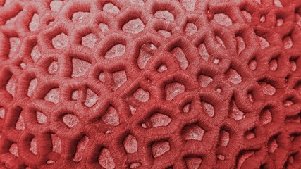 Coral color - living coral - color of year 2019 - Organic texture of honeycomb coral 