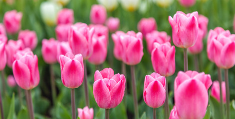 Bright pink tulips, beautiful spring floral background and texture