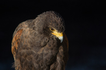 rapace