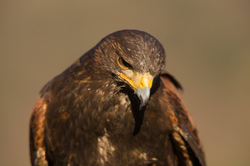 rapace