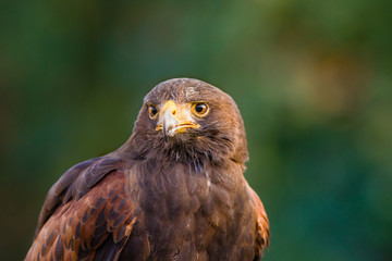 rapace