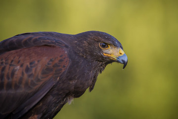 rapace