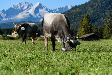 Tiroler Grauvieh / Tyrolean Grey / Razza Grigio auf der Wiese