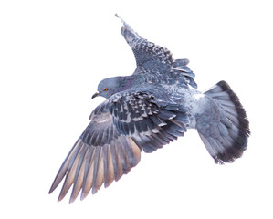 Dove in flight isolated on white background