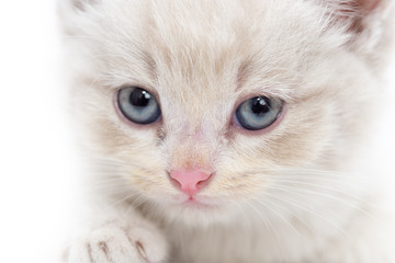 Portrait of a kitten on a white background