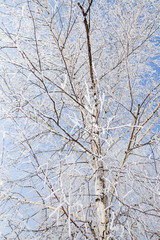 Fototapeta premium Frozen branches on a tree against a blue sky