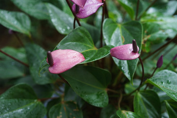 Beautiful wet purple flower