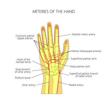 Diagram of The arteries to the palmar side of the human hand (the scheme).