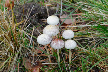Protostropharia semiglobata, commonly known as the dung roundhead, the halfglobe mushroom, or the hemispheric stropharia
