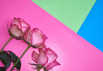 Roses on the geometric background copy space