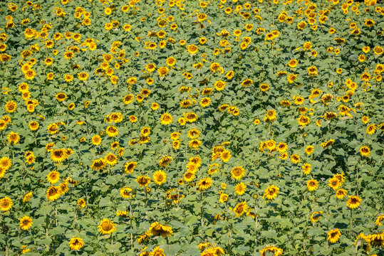 Sunflowers - helianthus-annuus - Sunflower-field
