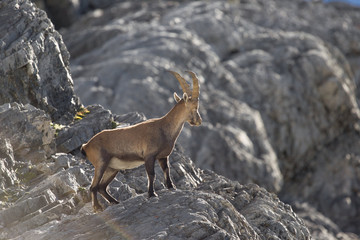 Parco Nazionale dello Stelvio